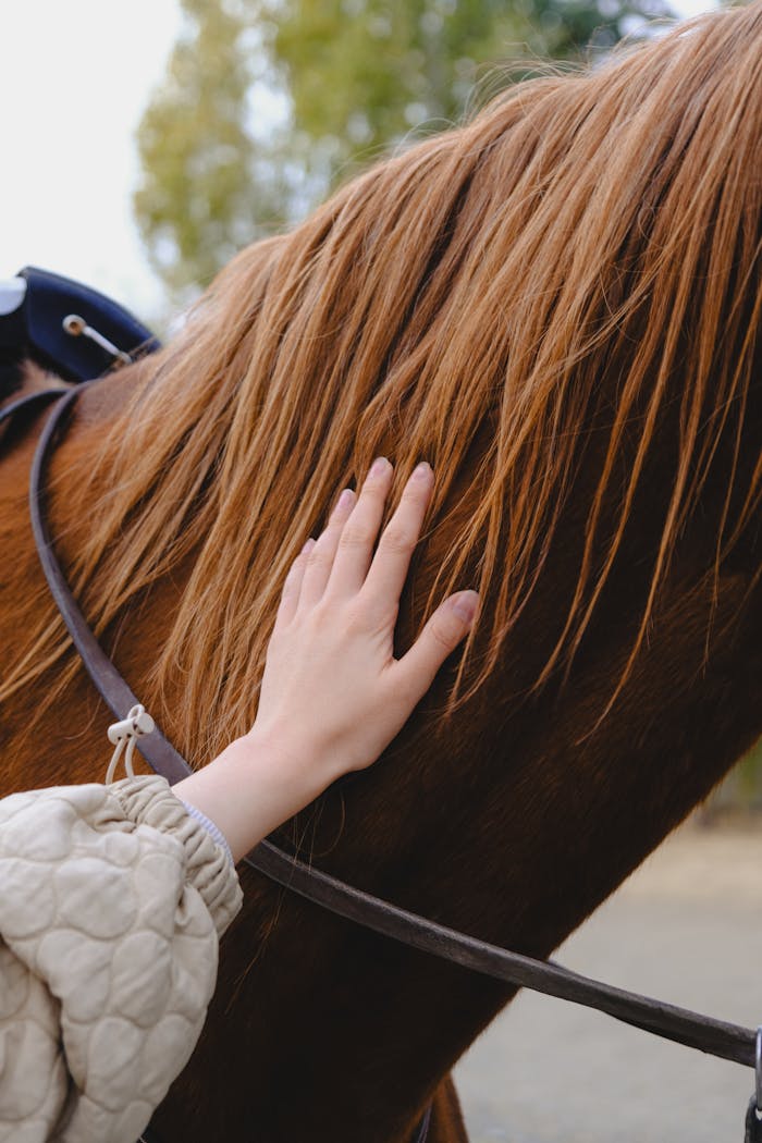 Close-up of Woman Touching a Horse